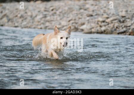 Halbrasse von sibirischen Husky und weißen Schweizer Schäferhund. Verbringen Sie Zeit mit dem Hund am Wasser. Weiße, flauschige Großmegrel spaziert am Fluss entlang und sprüht Fliegen Stockfoto