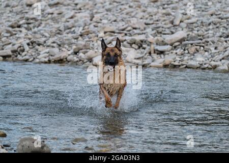 Schöne Schäferhund von schwarzer und roter Farbe läuft entlang Fluss mit glücklicher Schnauze und Spritzer fliegen in verschiedene Richtungen von unter Pfoten. Gehen Stockfoto