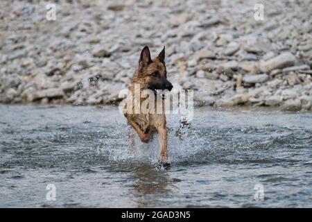 Schöne Schäferhund von schwarzer und roter Farbe läuft entlang Fluss mit glücklicher Schnauze und Spritzer fliegen in verschiedene Richtungen von unter Pfoten. Gehen Stockfoto