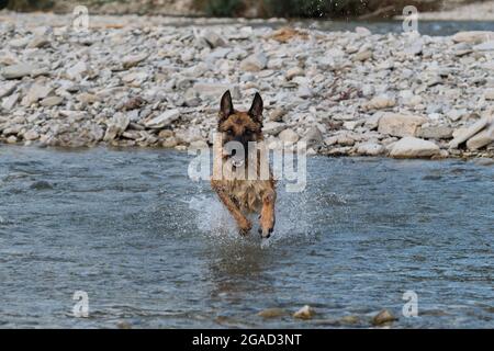 Schöne Schäferhund von schwarzer und roter Farbe läuft entlang Fluss mit glücklicher Schnauze und Spritzer fliegen in verschiedene Richtungen von unter Pfoten. Gehen Stockfoto