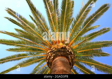 Eine große grüne Krone aus tropischen Kokospalmen, die in einem exotischen Resort wachsen, Blick von unten. Palme mit großen Ästen, isoliert, am Strand Stockfoto