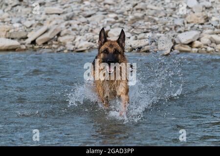 Schöne Schäferhund von schwarzer und roter Farbe läuft entlang Fluss mit glücklicher Schnauze und Spritzer fliegen in verschiedene Richtungen von unter Pfoten. Gehen Stockfoto