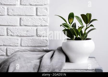 Junge Gummipflanze (Ficus elastica) in weißem Blumentopf mit grauer weicher Fleece-Decke in der Nähe. Weiße Wand mit Ziegelsteinen auf dem Hintergrund Stockfoto