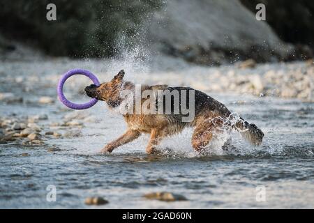 Schwarz und rot Deutscher Schäferhund steht im Fluss und schüttelt Wasser, hält blauen Spielzeugring in seinem Mund. Sprühen Sie Fliegen in verschiedene Richtungen. Einfrieren ti Stockfoto