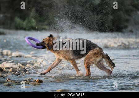 Schwarz und rot Deutscher Schäferhund steht im Fluss und schüttelt Wasser, hält blauen Spielzeugring in seinem Mund. Sprühen Sie Fliegen in verschiedene Richtungen. Einfrieren ti Stockfoto