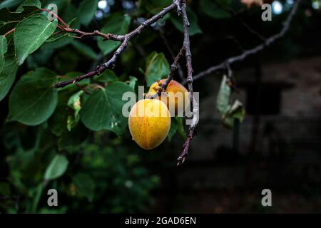 Frische reife Aprikosen auf den Ästen eines Baumes. Orangefarbene Früchte zwischen grünem Laub. Natürlicher Hintergrund. Stockfoto