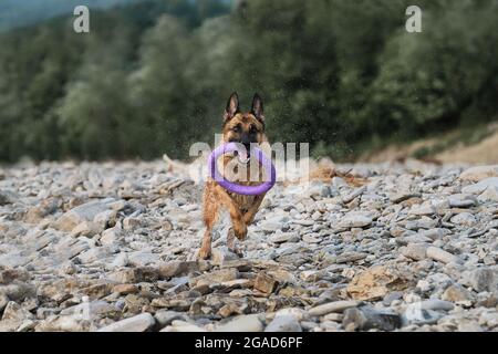 Schwarz und rot Deutscher Schäferhund läuft entlang felsigen Flussufer vor dem Hintergrund des grünen Waldes und spielt mit blauen Ring Spielzeug. Spritzer aus Wasser fliegen hinein Stockfoto