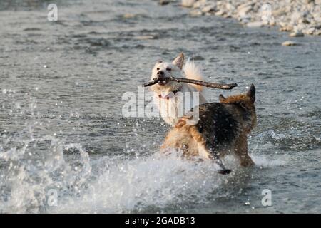 Hunde spielen mit Stock im Wasser. Zwei Hunde amüsieren sich am warmen Sommerabend am Fluss. Deutsche und Halbrasse der weißen Schweizer Schäferhund sind b Stockfoto