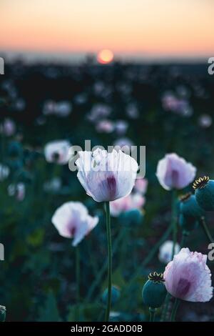 Opiummohn auf einem Feld bei Sonnenuntergang Stockfoto