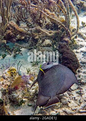 Tanto Bay, Koh Tao, Thailand Stockfoto