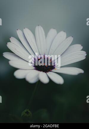 Vertikale Aufnahme einer schönen weißen Blume Stockfoto