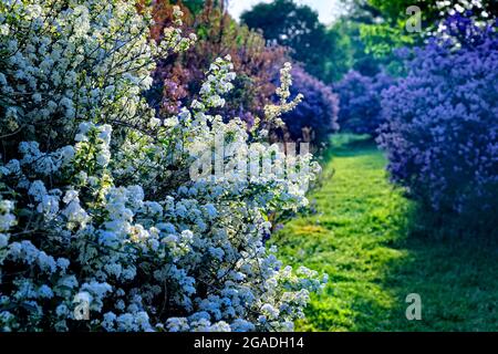 Blühende Spirea- und Lilac-Sträucher in einem Garten, Somerset County, New Jersey, USA Stockfoto