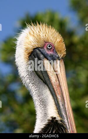 Brauner Pelikan, Pelecanus Occidentalis, Everglades National Park, Florida Stockfoto