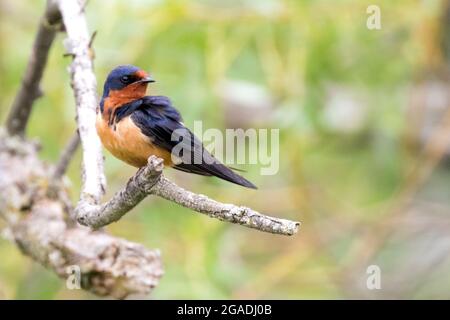 Nahaufnahme eines isolierten Bildes einer männlichen Schwalbenschwalbe im Südwesten von Ontario, Kanada. Stockfoto