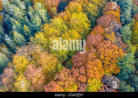 Luftaufnahme des Mischwaldes in Herbstfarben von oben nach unten. Gasselte, Drenthe, Niederlande. Landschaftsbild in der Natur Europas. Stockfoto