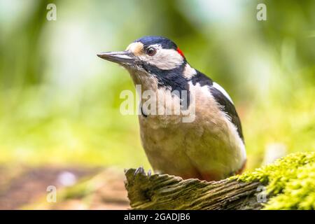 Buntspecht (Dendrocopus major) Porträt im Wald. Tierwelt in der Natur. Niederlande Stockfoto