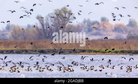 Schar von Zugvögeln nördlicher Kiebitz (Vanellus vanellus), die aus dem Futterhabitat in Lauwersmeer ausziehen. Wildlife-Szene in der Natur von Europe.Nethe Stockfoto