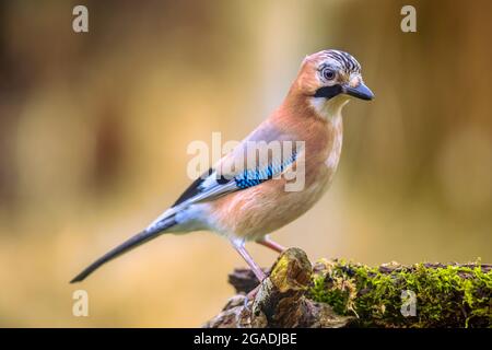 Neugieriger Eurasian Jay (Garrulus glandarius) Vogel auf einer Flechten und moosigen Stumpf im Wald mit hellen Bacground, Tierwelt in der Natur. Niederlande Stockfoto