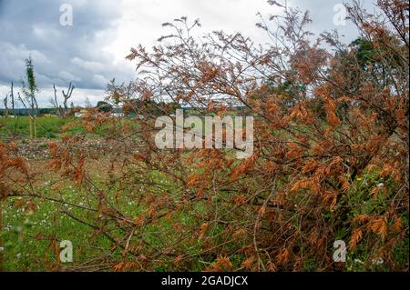 Aylesbury Valle, Buckinghamshire, Großbritannien. Juli 2021. Die HS2-Umlokation neben Jones Hill Wood. HS2 hat einen Teil des alten Waldbodens aufgeschöpft und als Teil ihrer Eindämmung auf ein nahegelegenes Feld geworfen. Sie haben Hecken umgestellt, die alle gestorben sind. Sie haben auch einige Fledermauskisten auf tote Baumglieder des Baumes gelegt, den sie gefällt haben, der Fledermausquartiere in sich hatte. Quelle: Maureen McLean/Alamy Stockfoto
