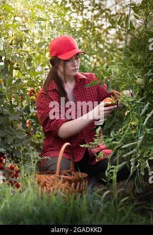 Junge Frau in einem Gewächshaus, die ein paar rote Tomaten pflücken Stockfoto