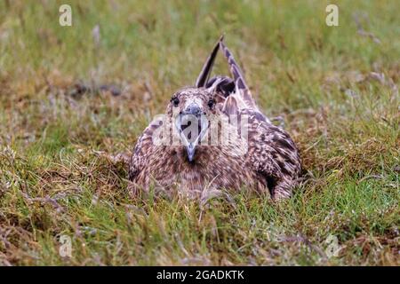 Große Skua sitzen auf Eiern und bewachen Nest Blick auf die Kamera mit offenem Schnabel Stockfoto