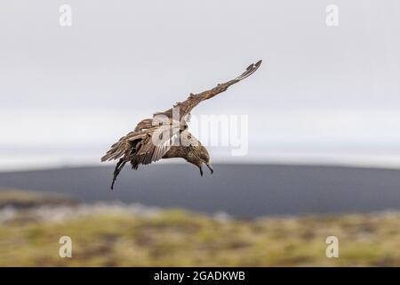 Große skua schwebt über Papageientaucher-Kolonie-Seite auf Profil warten auf Angriff auf ingolfshofdi südisland Stockfoto