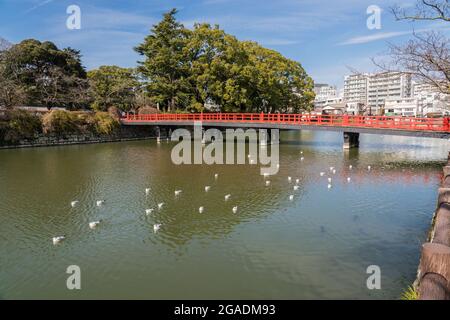 Gakubashi, rote japanische Brücke, die den Flussgraben um das Schloss Odawara, Japan, überquert. Seevögel ruhen auf dem Wasser. Stockfoto