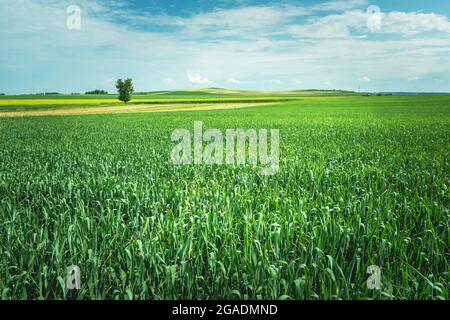 Ein riesiges grünes Feld mit Korn und einem Baum, Staw, Lubelskie, Polen Stockfoto