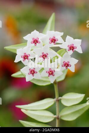 Hoya Bella Wachsblume. Hoya lanceolata ssp. bella (syn. Hoya bella) zeigt charakteristische Blütenstände Stockfoto