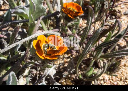 Ein Käfer Daisy, Gorteria Diffusa, benannt nach den erhöhten Flecken, die Käfer imitieren, am Fuß seiner Blütenblätter, Namaqualand National Park, Südafrika Stockfoto