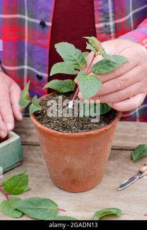 Fuchsia-Stecklinge. Setzen Fuchsia Stecklinge um die Ränder eines Topfes gefüllt mit körnigen Kompost Stockfoto