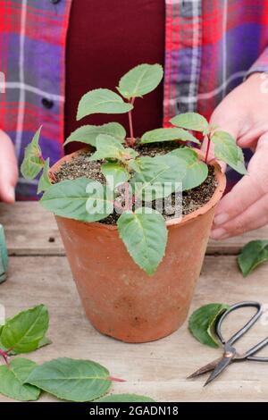 Stecklinge nehmen. Fuchsia Stecklinge in einem Topf mit körnigen Kompost bereit für die Platzierung in einer warmen, feuchten Umgebung. VEREINIGTES KÖNIGREICH Stockfoto