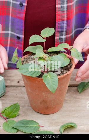 Stecklinge nehmen. Fuchsia Stecklinge in einem Topf mit körnigen Kompost bereit für die Platzierung in einer warmen, feuchten Umgebung. VEREINIGTES KÖNIGREICH Stockfoto