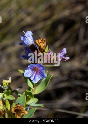 Die Blaue Glocke blüht eines Lobostemon fruticosus, allgemein bekannt als Pyjama-Busch, an den Hängen des Cederberg-Gebirges in Südafrika Stockfoto