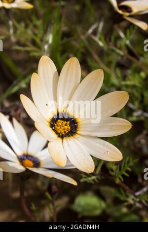 Nahaufnahme einer hellorangefarbenen Rain Daisy Dimorphotheca Pluvialis in den Hantam-Bergen in Südafrika Stockfoto