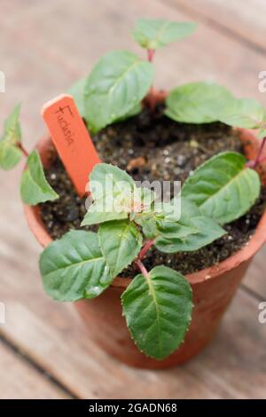 Pflanzensetzlinge. Fuchsia Stecklinge in einem Topf mit körnigen Kompost bereit für die Platzierung in einer warmen, feuchten Umgebung. Stockfoto