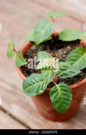 Pflanzensetzlinge. Fuchsia Stecklinge in einem Topf mit körnigen Kompost bereit für die Platzierung in einer warmen, feuchten Umgebung. Stockfoto