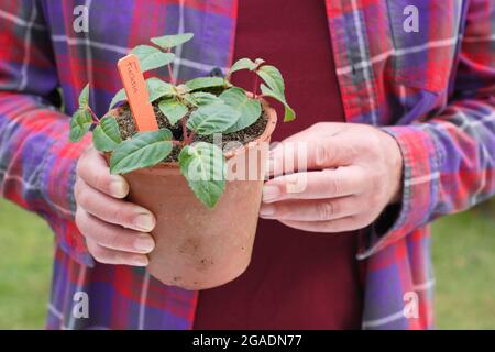 Fuchsia Stecklinge in einem Topf mit körnigen Kompost bereit für die Platzierung in einer warmen, feuchten Umgebung. Stockfoto