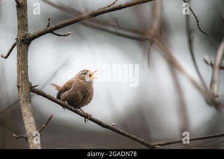 Kleiner niedlicher Vogel Wren (Troglodytes troglodytes), der auf einem Ast im Wald sitzt und singt. Stockfoto