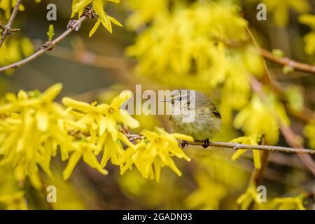 Kleiner niedlicher Vogel, gemeine Raufel (Phylloscopus collybita), der auf einem Buschzweig mit schönen gelben Blüten sitzt. Stockfoto