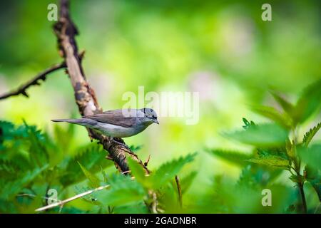 Die eurasische Schwarzmücke (Sylvia atricapilla) sitzt auf einem Ast im Frühlingswald und schaut sich um. Er sucht nach Nahrung. Stockfoto