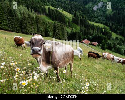 Tiroler Grauvieh grasen auf einer saisonalen Alm in den Alpen der Pongau Region Österreich Stockfoto