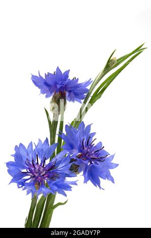 Blaue Kornblume (Centaurea cyanus) auf weißem Hintergrund. Poster. Stockfoto