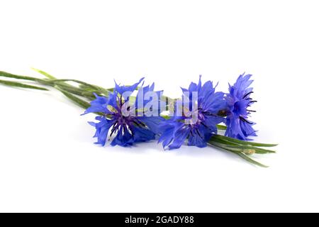 Blaue Kornblume (Centaurea cyanus) auf weißem Hintergrund. Poster. Stockfoto