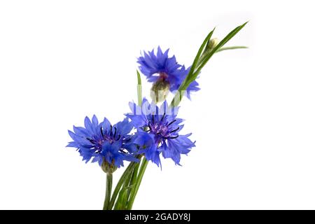 Blaue Kornblume (Centaurea cyanus) auf weißem Hintergrund. Poster. Stockfoto