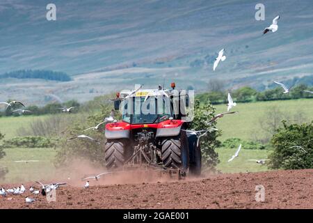 Möwen, die einem Züchter folgen, während ein Landwirt ein Saatbett für die Wiederbesaat einer Wiese im Eden Valley, Cumbria, Großbritannien, vorbereitet. Stockfoto