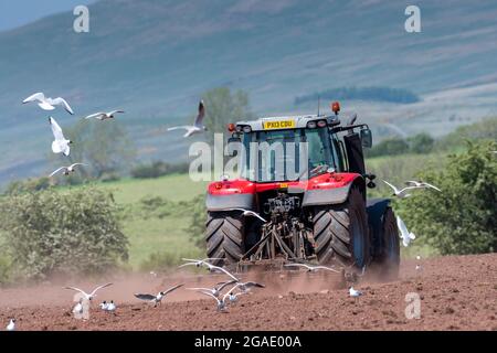 Möwen, die einem Züchter folgen, während ein Landwirt ein Saatbett für die Wiederbesaat einer Wiese im Eden Valley, Cumbria, Großbritannien, vorbereitet. Stockfoto