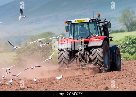 Möwen, die einem Züchter folgen, während ein Landwirt ein Saatbett für die Wiederbesaat einer Wiese im Eden Valley, Cumbria, Großbritannien, vorbereitet. Stockfoto