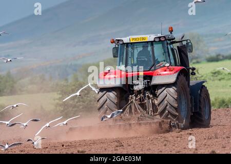 Möwen, die einem Züchter folgen, während ein Landwirt ein Saatbett für die Wiederbesaat einer Wiese im Eden Valley, Cumbria, Großbritannien, vorbereitet. Stockfoto