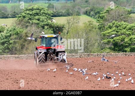 Möwen, die einem Züchter folgen, während ein Landwirt ein Saatbett für die Wiederbesaat einer Wiese im Eden Valley, Cumbria, Großbritannien, vorbereitet. Stockfoto